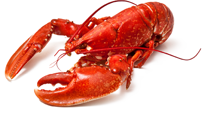 Le restaurant - Le P'tit Bateau - Argelès-sur-Mer - Restaurant fruit de mer Argelès-sur-Mer